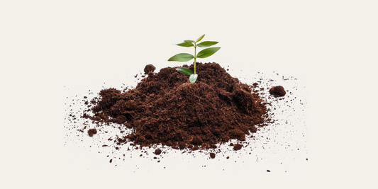 Journey Into Soil: Celebrating World Soil Day with Knowledge