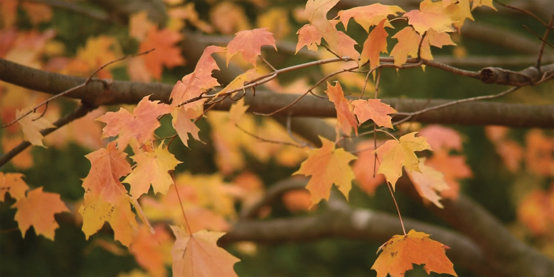 Ritucharya (ऋतुचर्या) Autumn Food Guide (Mid-September to Mid-November)